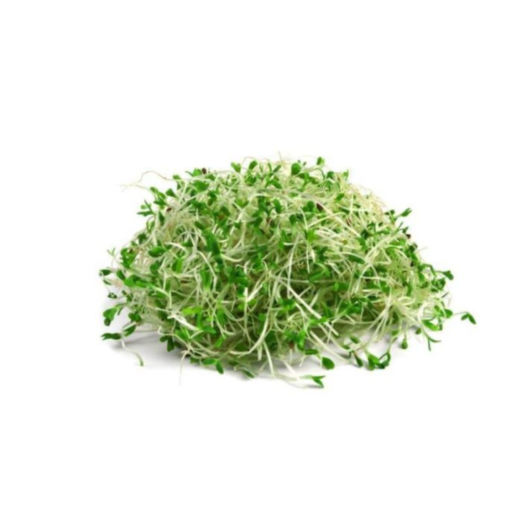 Alfa Alfa Sprouts 125G - Sunberry Fresh - Herbs