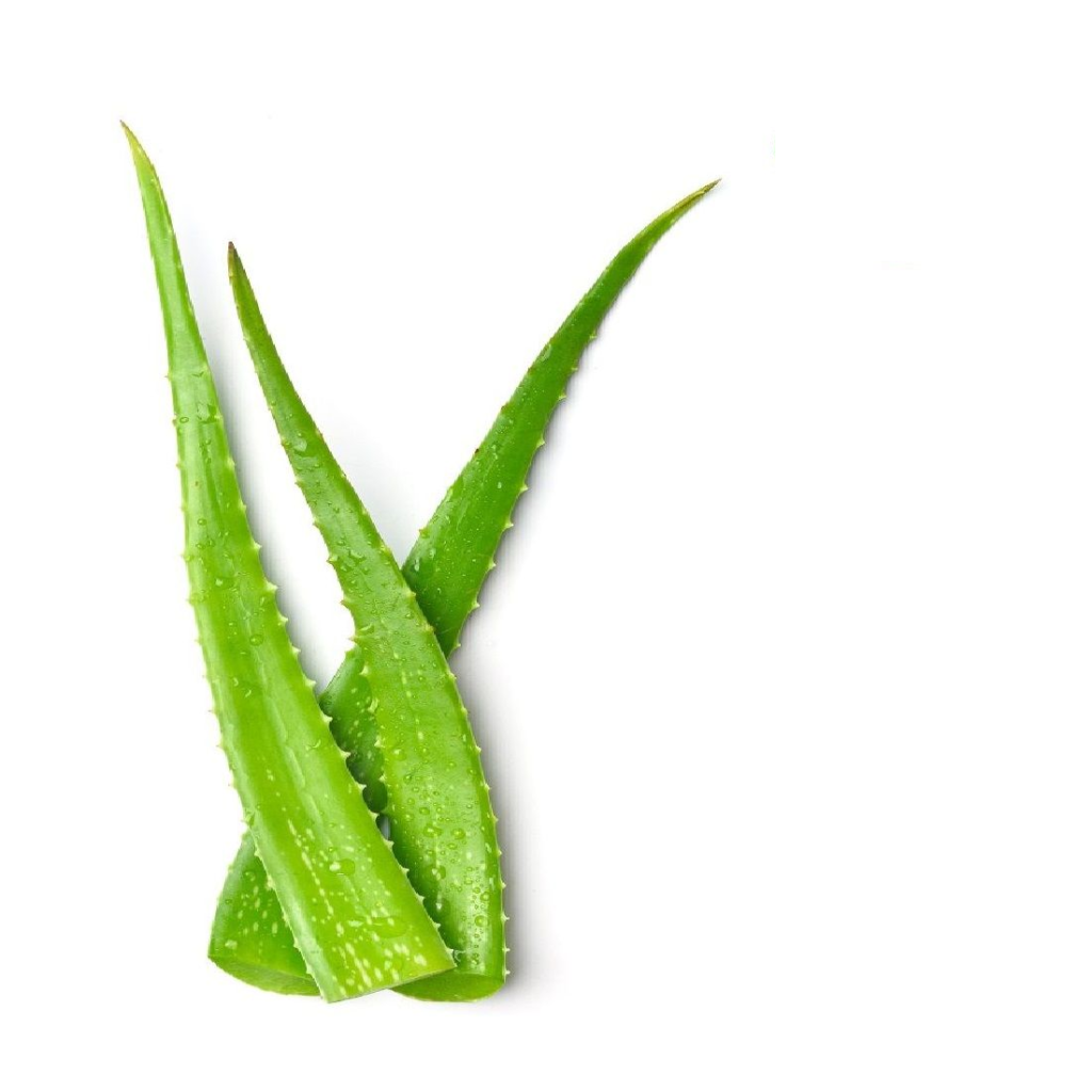 Aloe Vera Leaves - Sunberry Fresh - Exotics