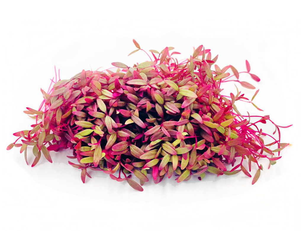 Amaranth Cress - Sunberry Fresh - Cresses