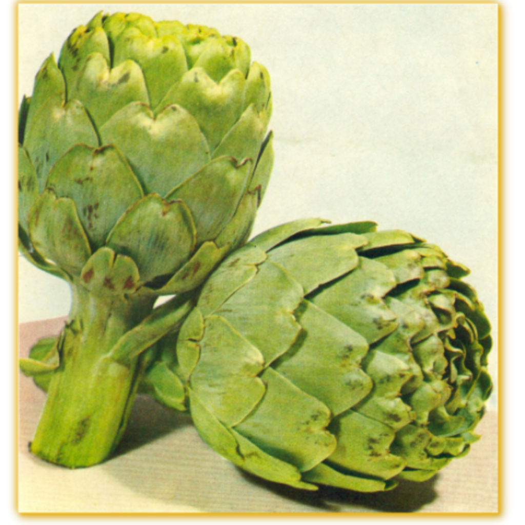 Artichoke Jumbo - Sunberry Fresh - Vegetables