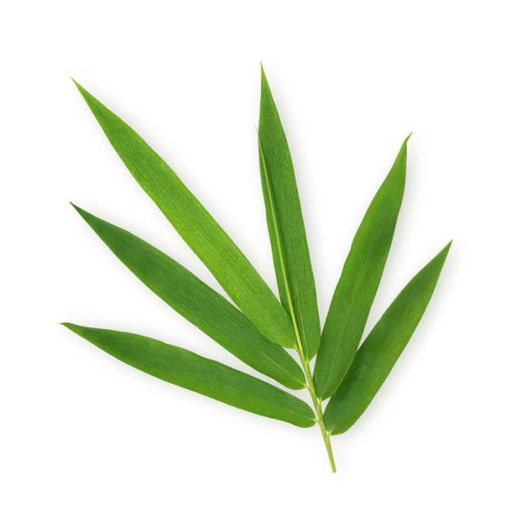 Bamboo Leaves 100Pcs - Sunberry Fresh - Herbs