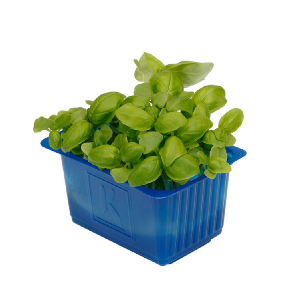 Basil Cress Clear Pet 15G - Sunberry Fresh - Cresses