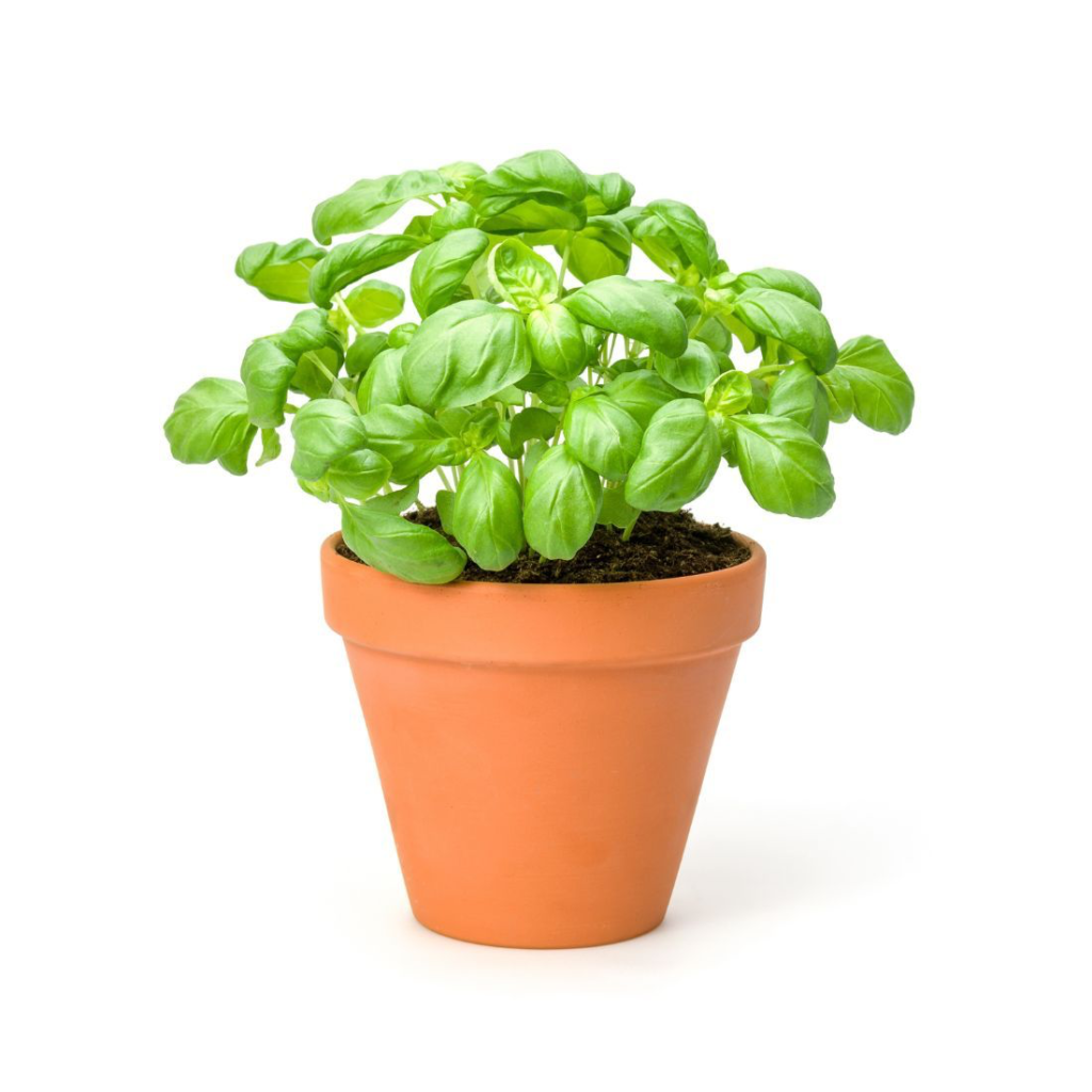 Basil Pot - Sunberry Fresh - Herbs