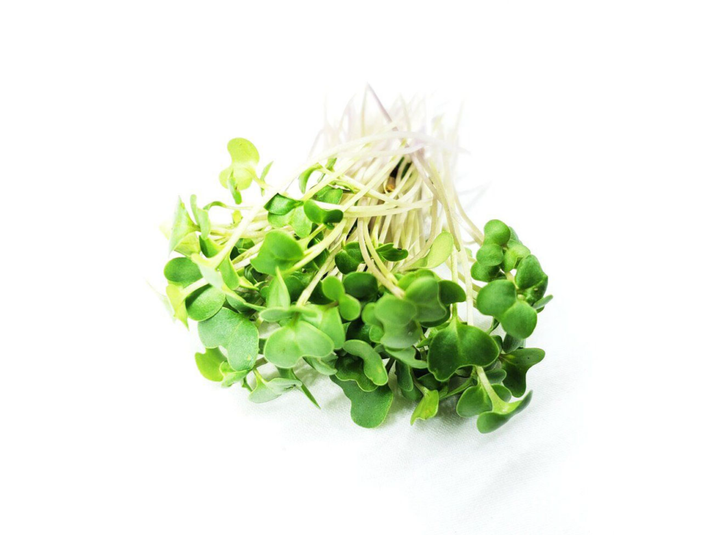 Broccoli Cress - Sunberry Fresh - Cresses