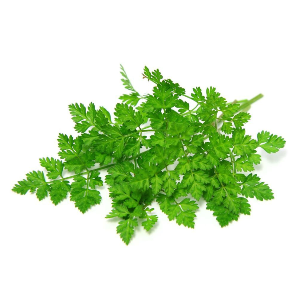 Chervil Cress Cleat Pet 15G - Sunberry Fresh - Cresses