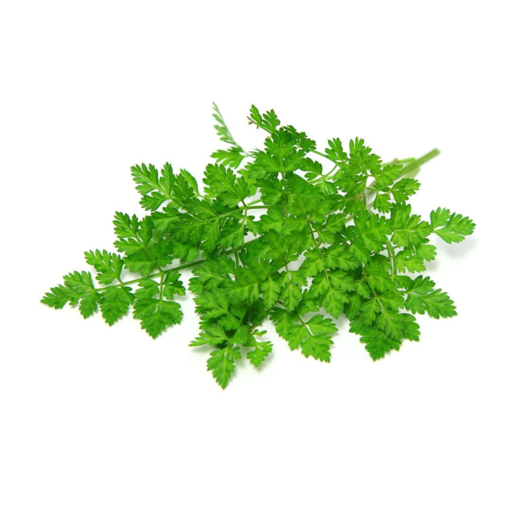 Chervil Loose 100G - Sunberry Fresh - Herbs