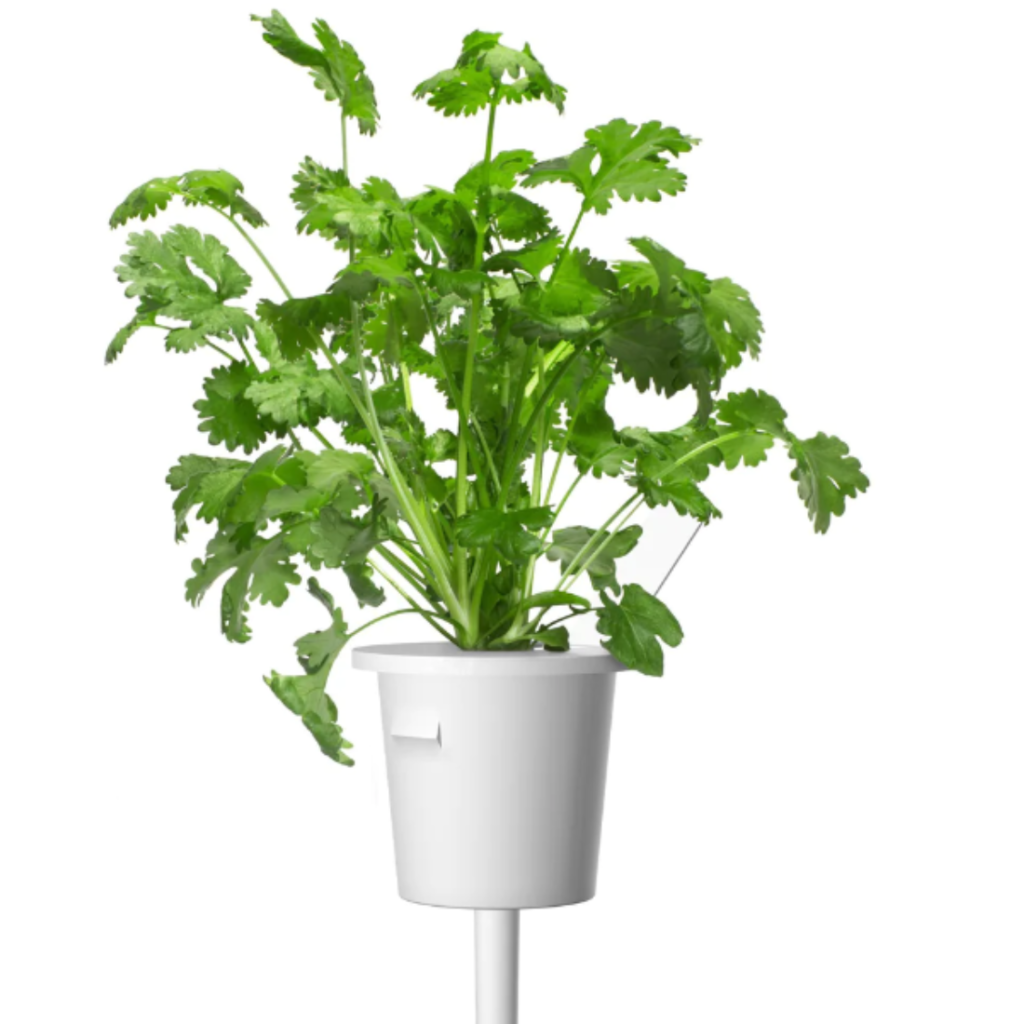 Coriander Cress Clear Pet 15G - Sunberry Fresh - Cresses