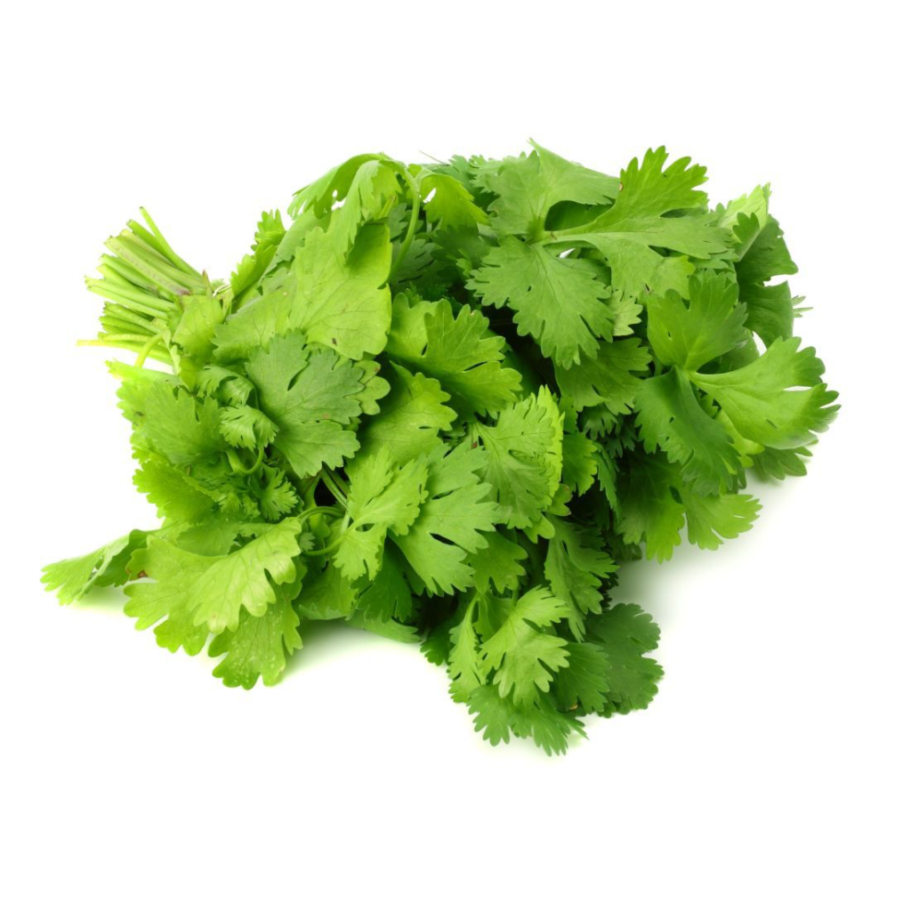 Coriander Leaves 500G - Sunberry Fresh - Herbs