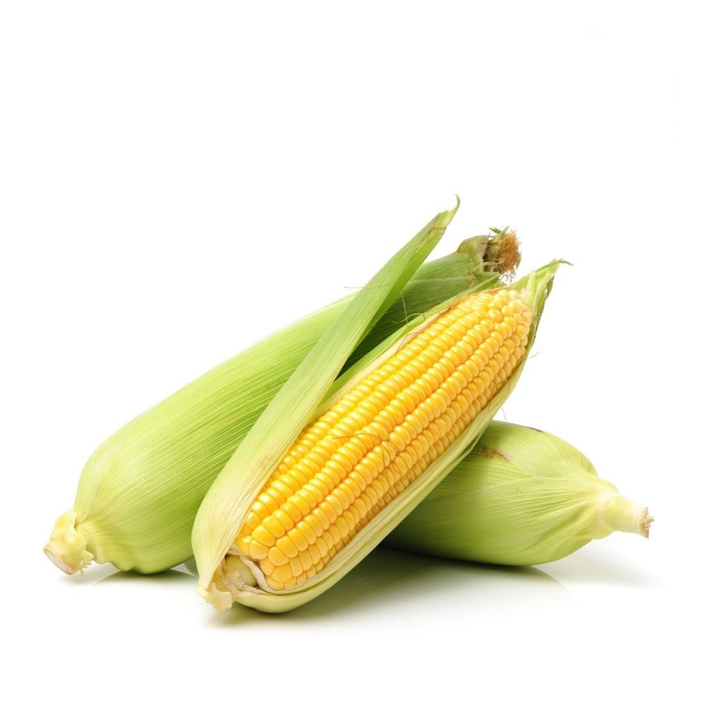 Corn On Cob 1Kg - Sunberry Fresh - Vegetables