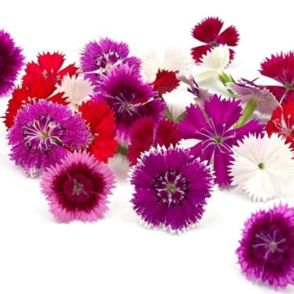 Edible Flower Dianthus 20Pcs - Sunberry Fresh - Exotics