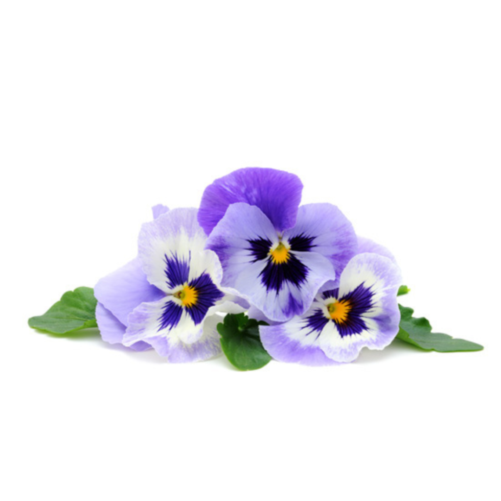 Edible Flower Purple 20Pcs - Sunberry Fresh - Herbs