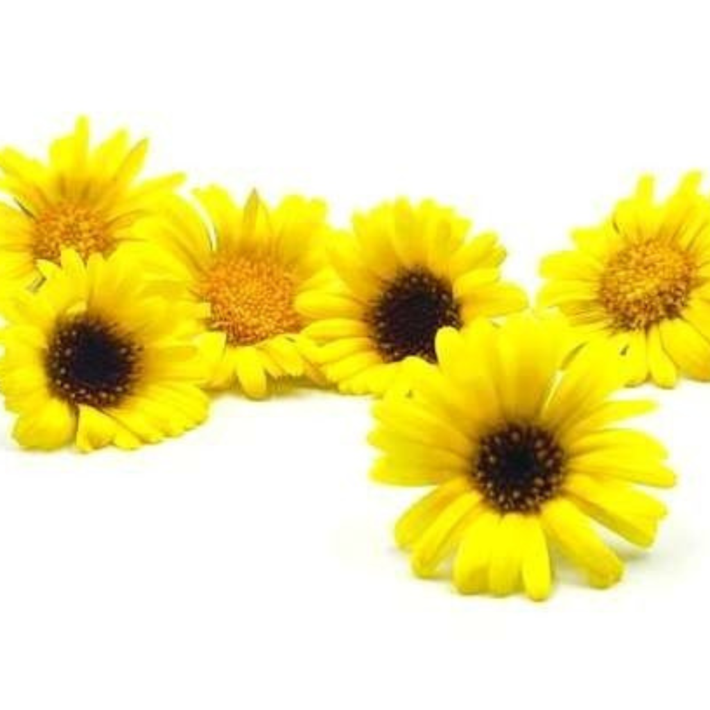 Edible Flower Yellow 20Pcs - Sunberry Fresh - Herbs