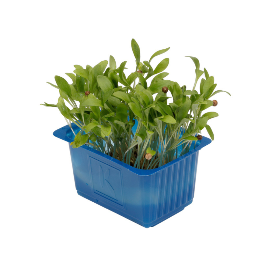 Ghoa Cress 18Pots - Sunberry Fresh - Exotics