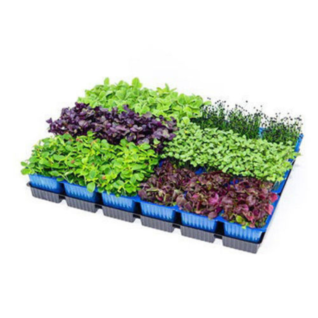 Green Cress Mix 18Pots - Sunberry Fresh - Cresses