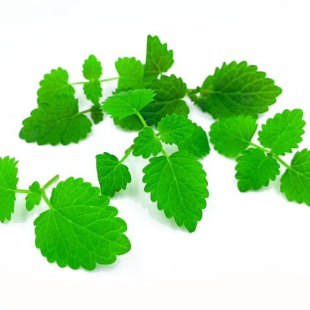 Lemon Balm Cress 18Pots - Sunberry Fresh - Cresses