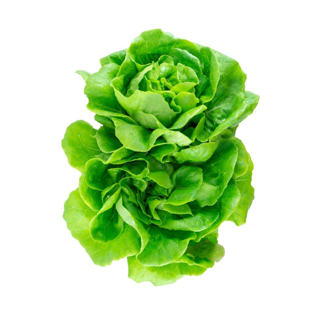 Lettuce Boston - Sunberry Fresh - Herbs