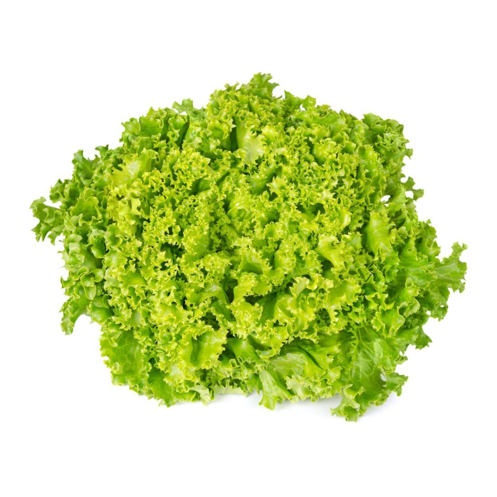 Lettuce Lolo Bionda Holland - Sunberry Fresh - Herbs