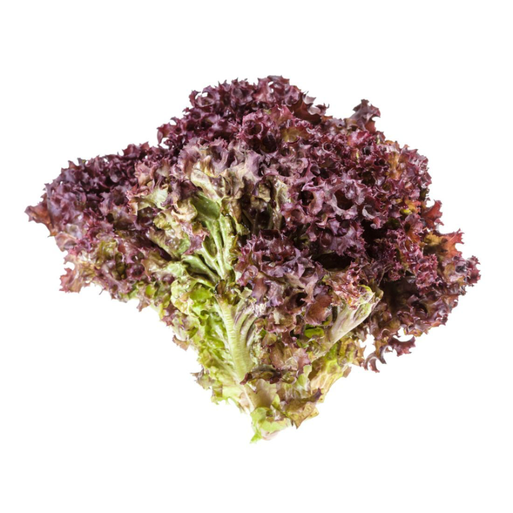 Lettuce Lolo Rosso - Sunberry Fresh - Herbs