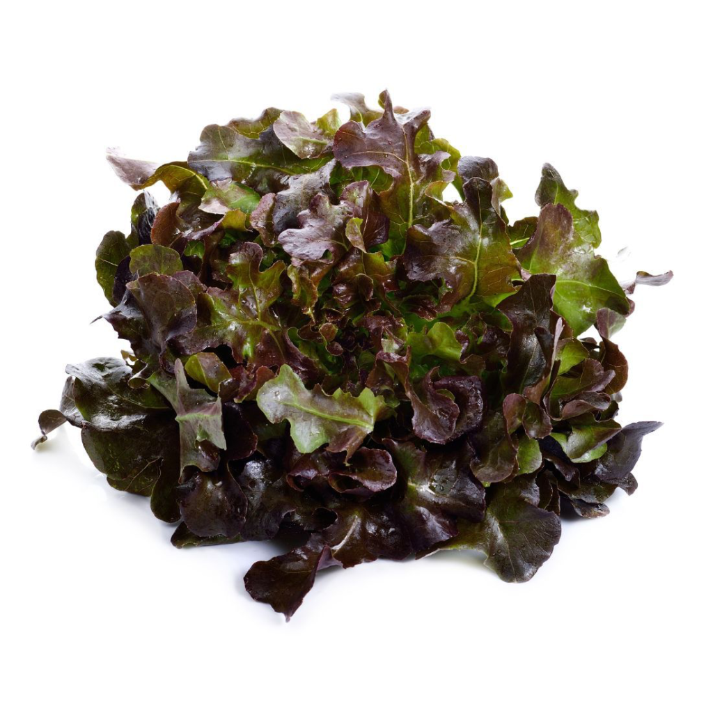 Lettuce Oak Leaves - Sunberry Fresh - Herbs