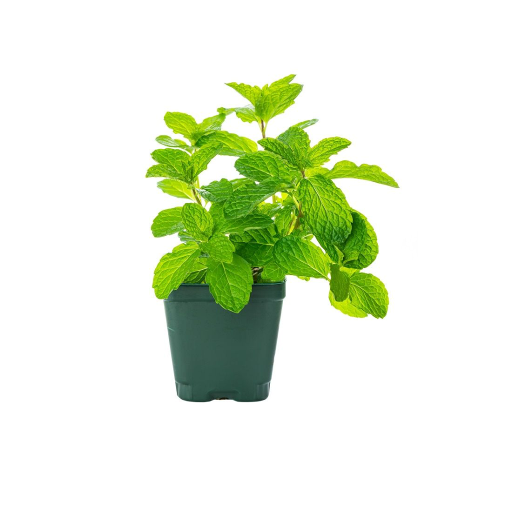 Mint Leaves 100G - Sunberry Fresh - Herbs