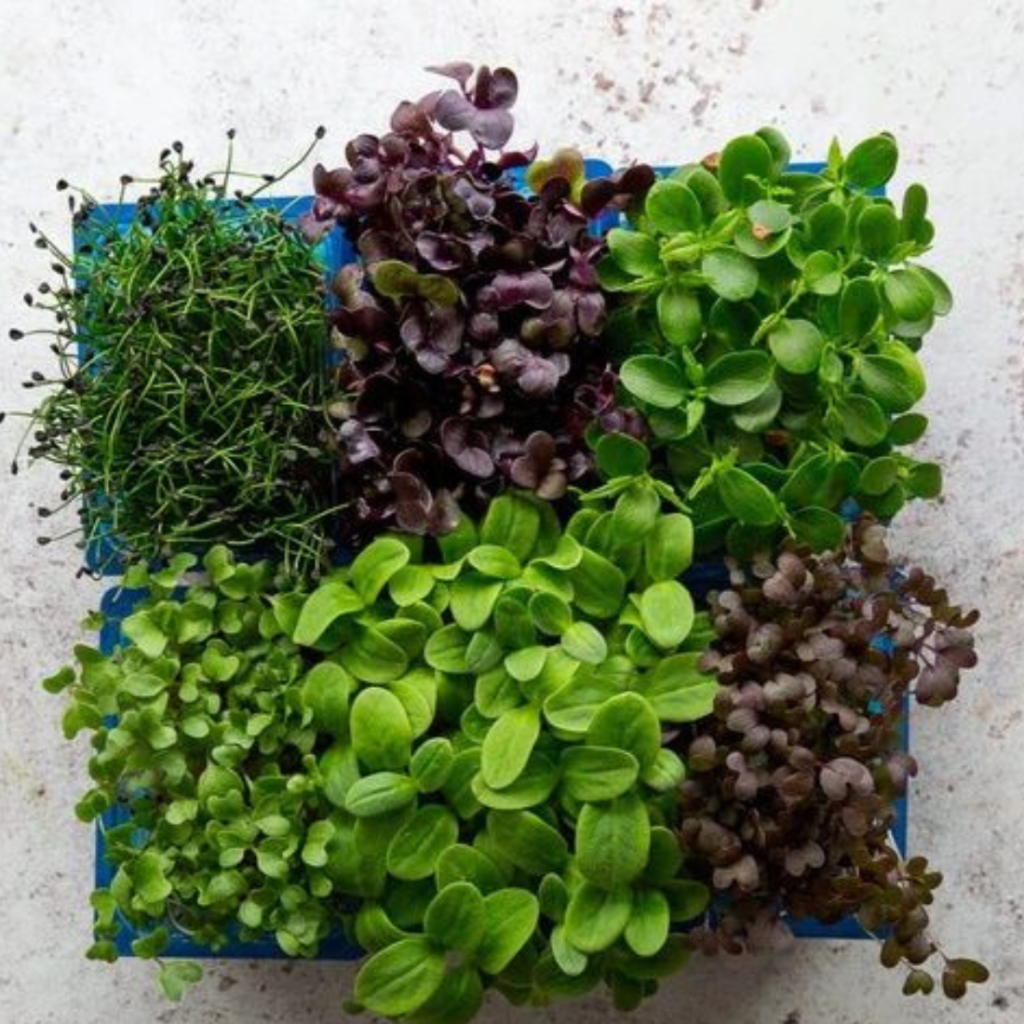 Mix Cress Custom 18Pots - Sunberry Fresh - Cresses