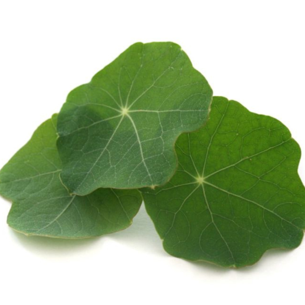 Nasturtium Leaves 15G - Sunberry Fresh - Exotics