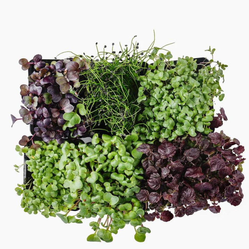 Purple Cress Mix 18Pots - Sunberry Fresh - Cresses