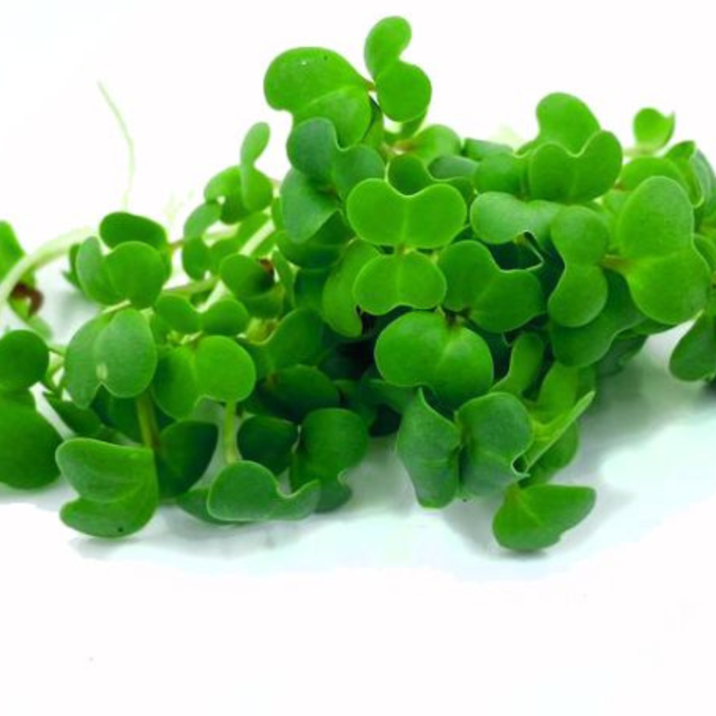 Raddish Cress Green 18Pots - Sunberry Fresh - Cresses