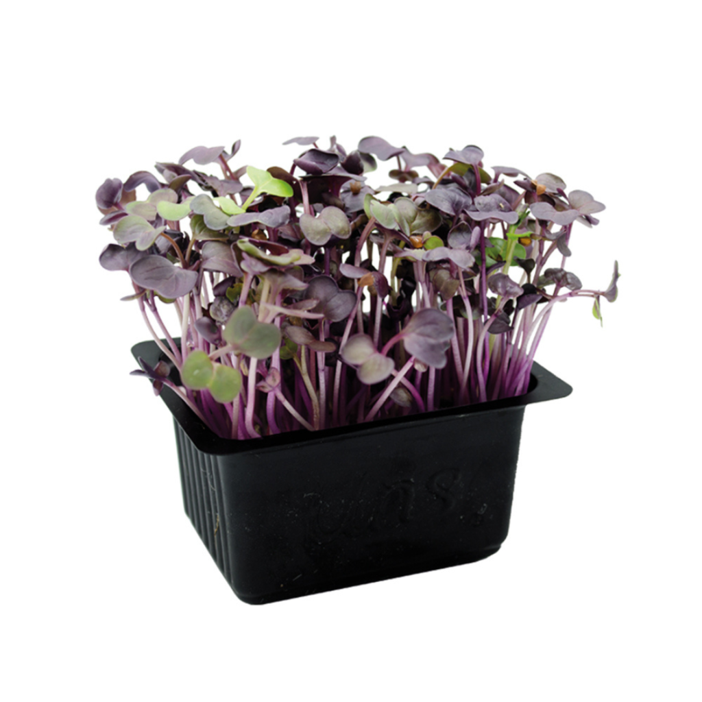 Raddish Cress Red 18Pots - Sunberry Fresh - Cresses