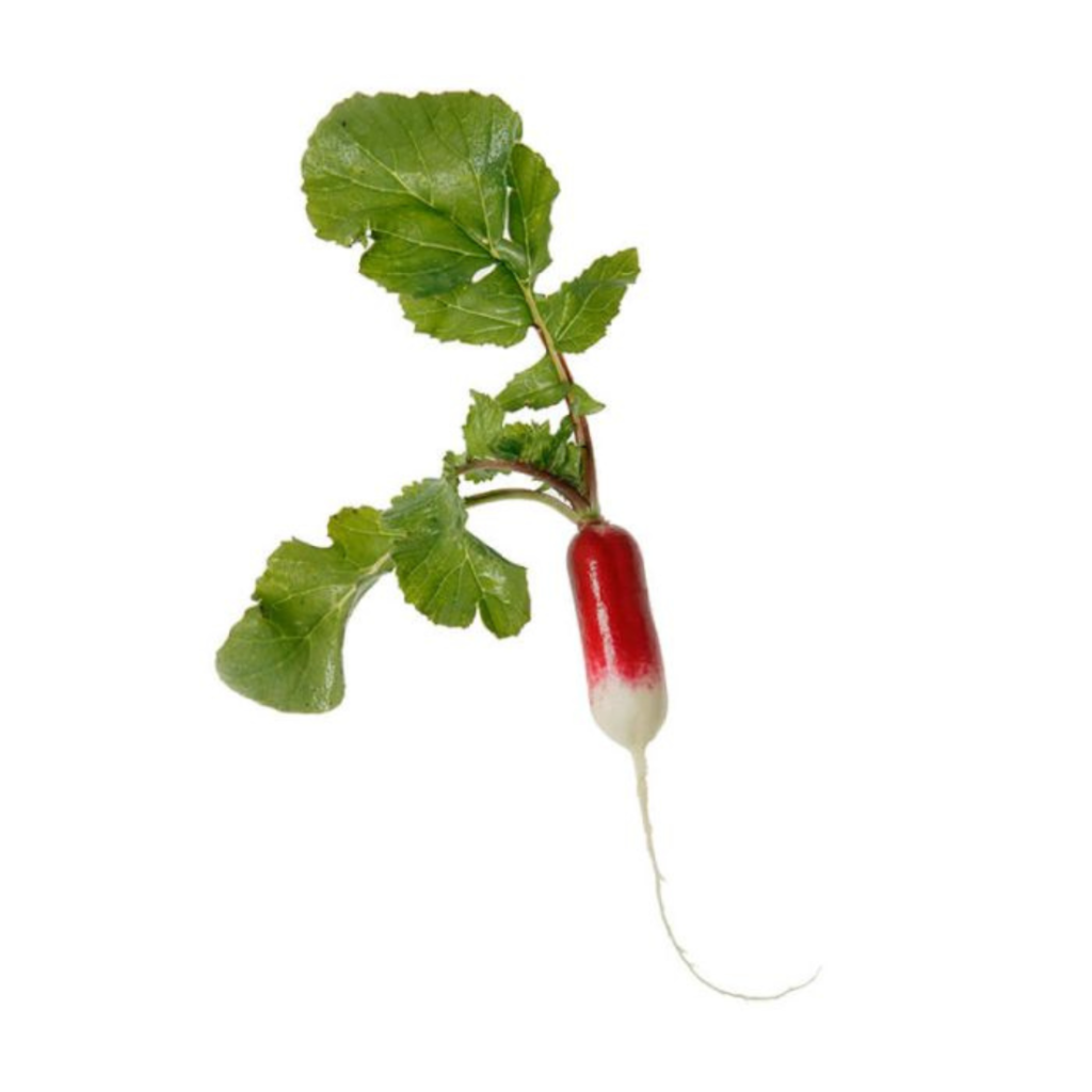 Radish Breakfast 2.5Kg - Sunberry Fresh - Exotics