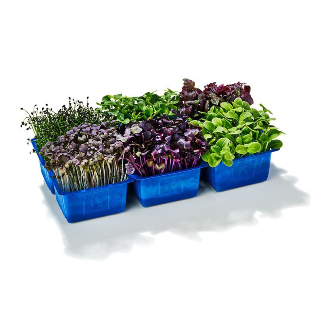 Sakura Mix Cress 18Pots - Sunberry Fresh - Cresses