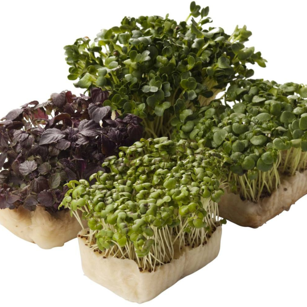 Shiso Cress Mix 18Pots - Sunberry Fresh - Cresses