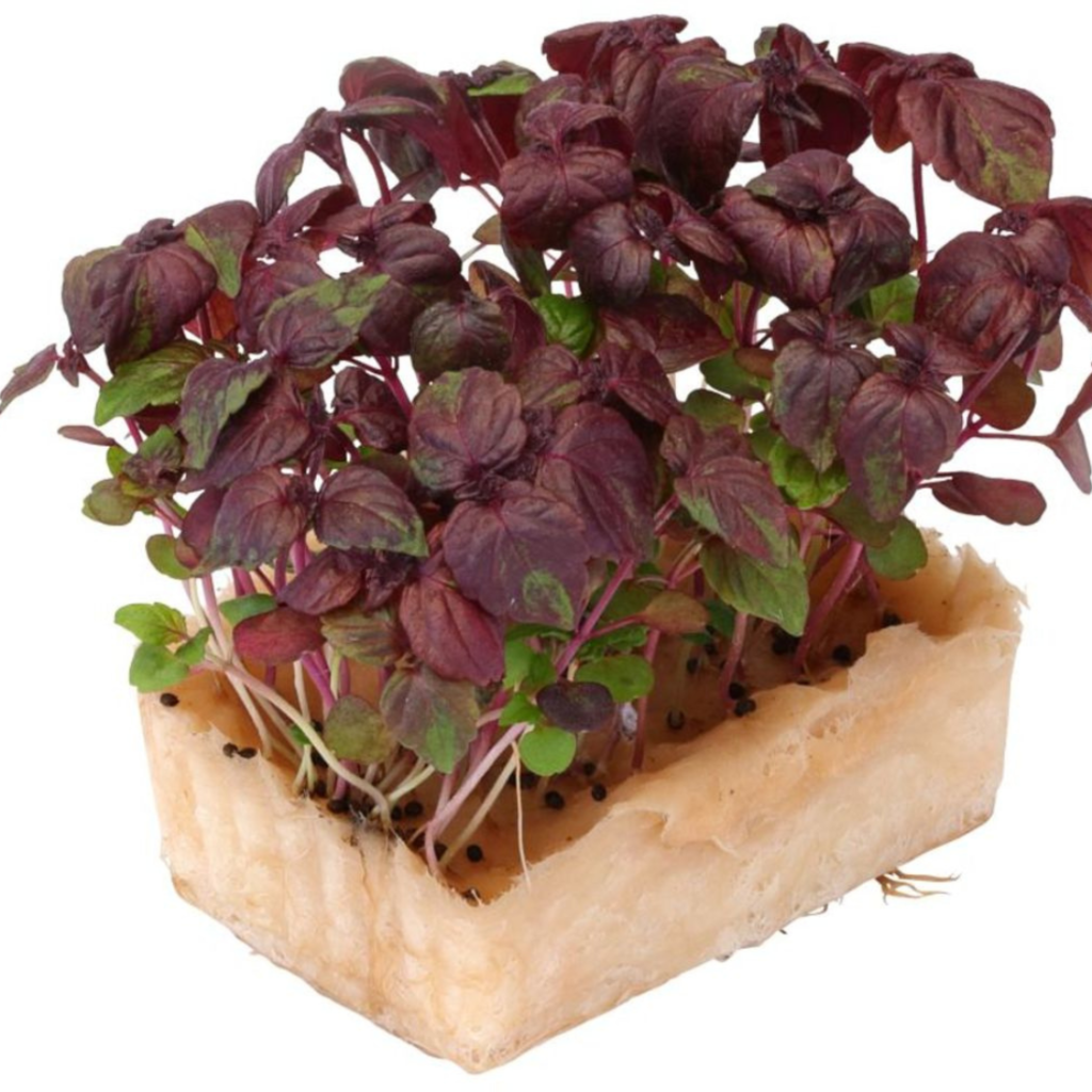 Shiso Cress Purple 18Pots - Sunberry Fresh - Cresses