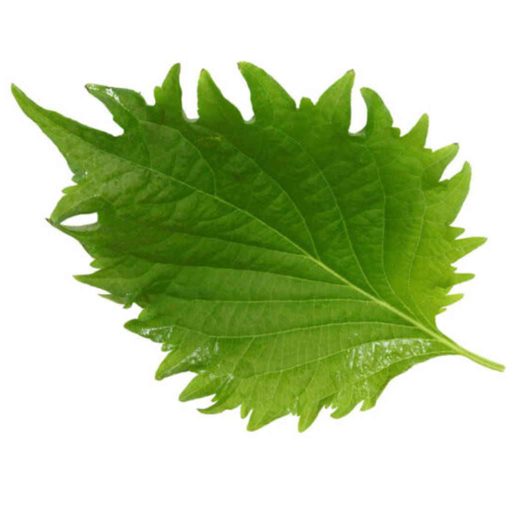 Shiso Leaves Green 15Pcs - Sunberry Fresh - Herbs