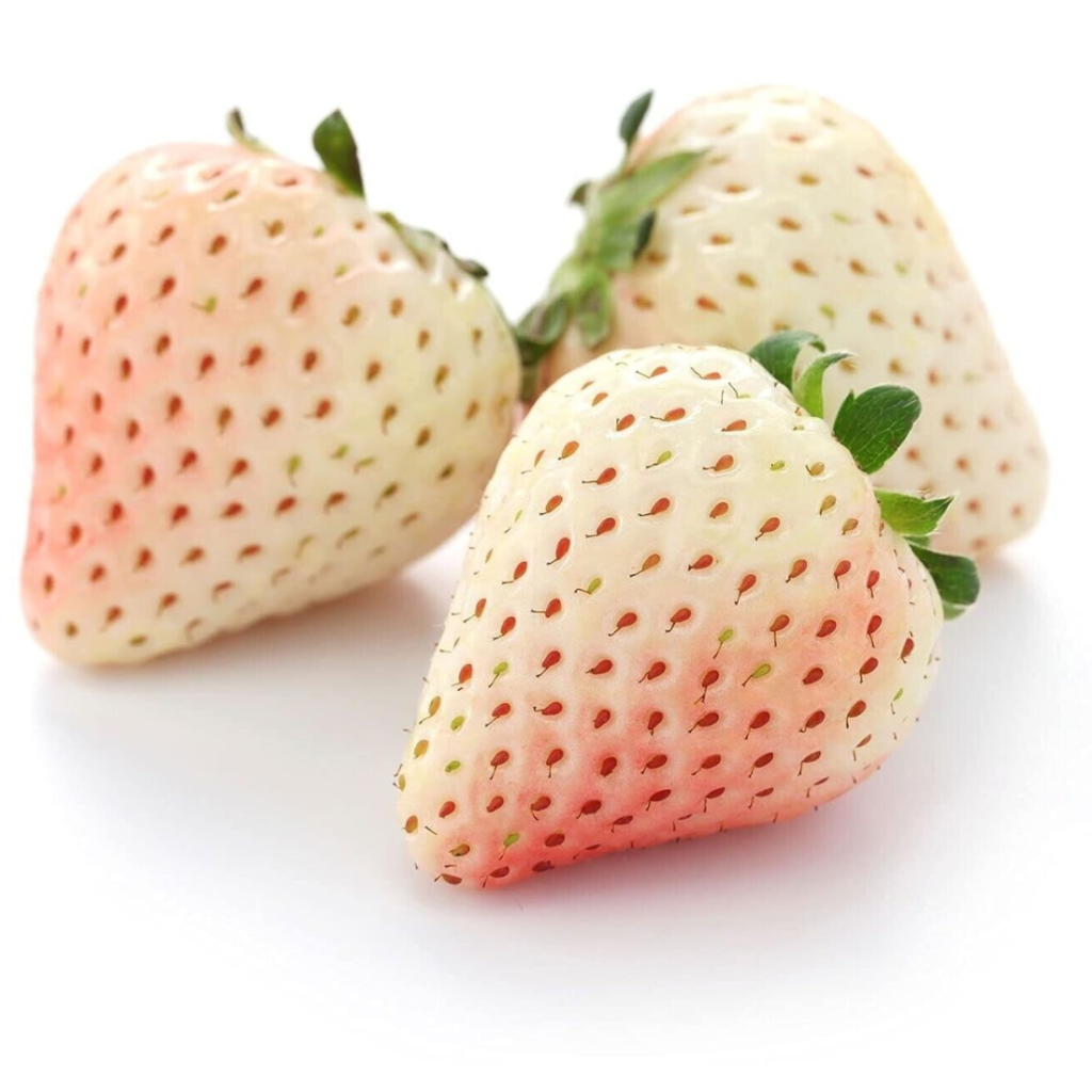 Strawberry White - Sunberry Fresh - Fruits