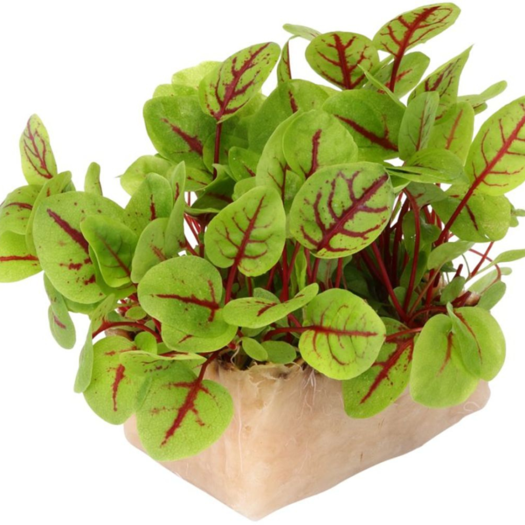 Vene Cress 18Pots - Sunberry Fresh - Cresses