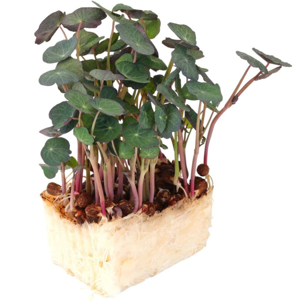 Zorri Cress (Nasturtium Cress) 18Pots - Sunberry Fresh - Cresses